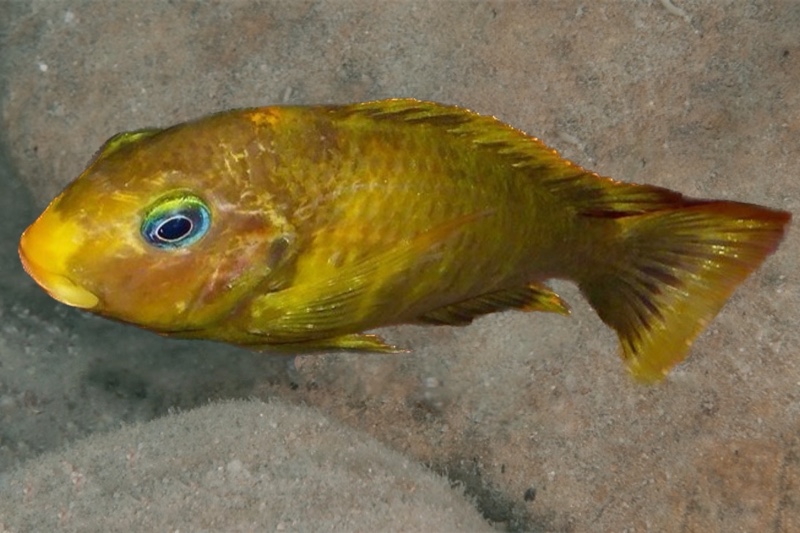 Tropheus sp. 'kipili' Ulwile Island (Kushangaza)